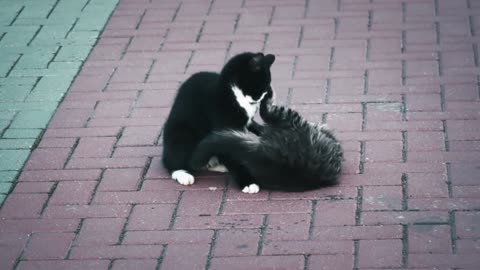 A romantic photo session of cats living a love story that will melt your heart.