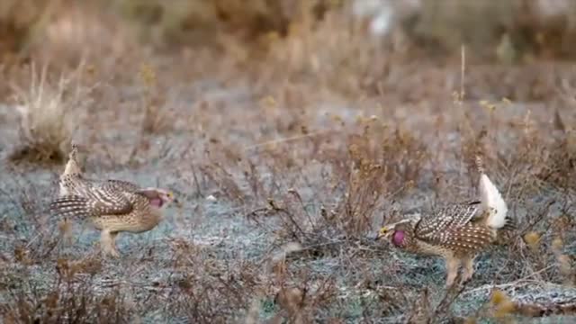 Tiktok's most popular "African hot feet dance" was created by prairie grouse
