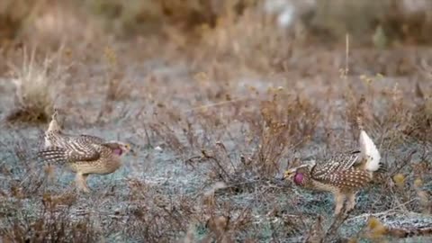 Tiktok's most popular "African hot feet dance" was created by prairie grouse
