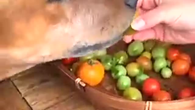 Smart dog helps owner by biting the stems off of the tomatoes