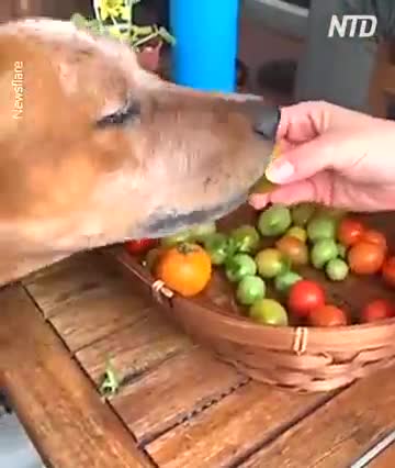 Smart dog helps owner by biting the stems off of the tomatoes