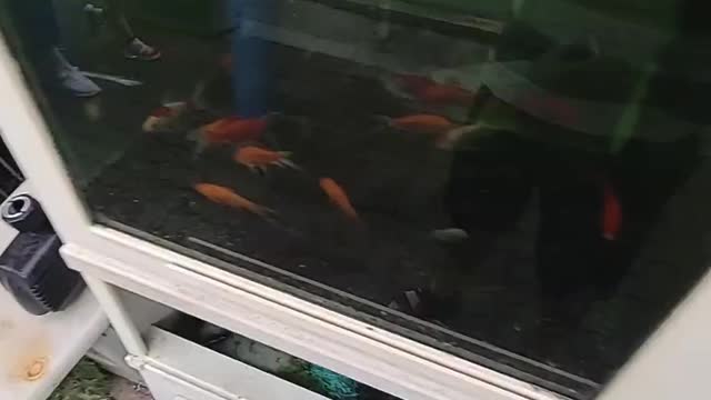 goldfish moving