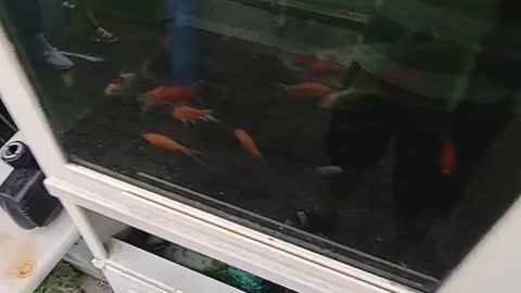 goldfish moving