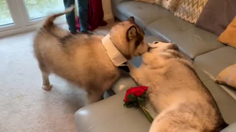 WHEN PHILLIE MET MILLIE | VALENTINES DAY SPECIAL WITH @MILPERTHUSKY-11