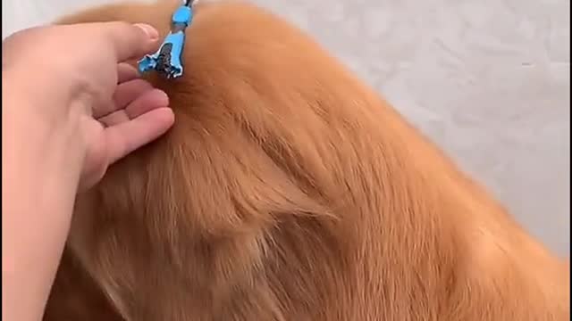 the dog is punished