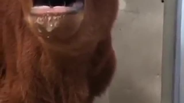 Cute animal compilation for your troubles || Animal compilation