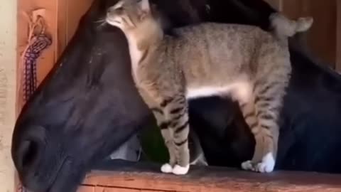 Cute lover