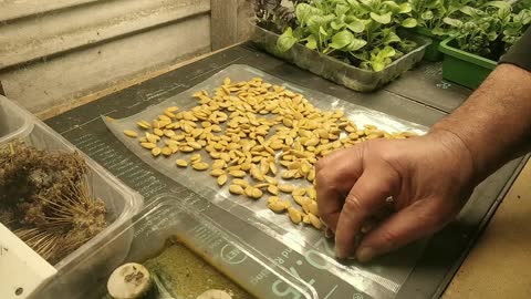 Curing Pumpkin Seeds