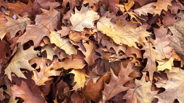 Stop Motion Footage Of A Heap Of dried Leaves On The Ground