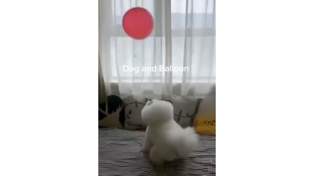 Puppy playing with balloon