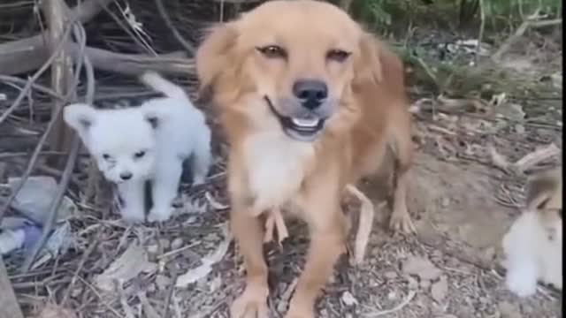 The mother dog is laughing, at this moment it is happy