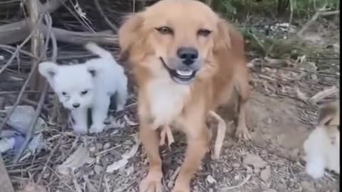 The mother dog is laughing, at this moment it is happy