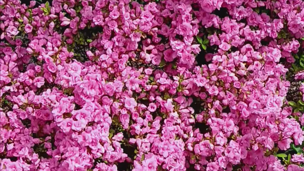 Azaleas garden.