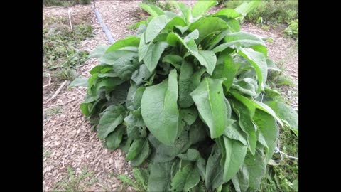 Growing Together Comfrey September 2021