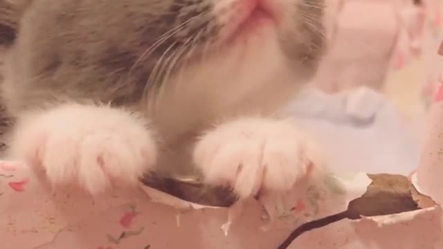 super cute cat