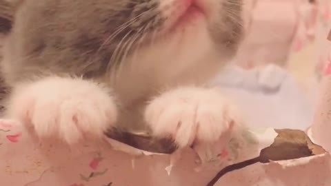 super cute cat