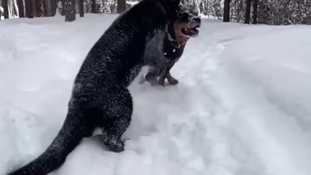 panther and dog are best friends😍🖤