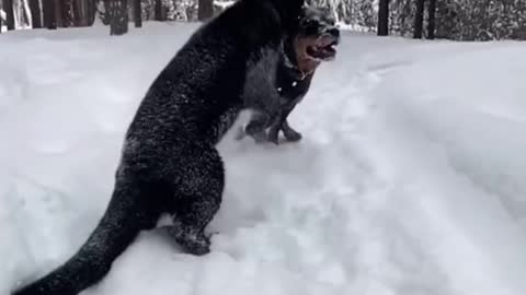 panther and dog are best friends😍🖤