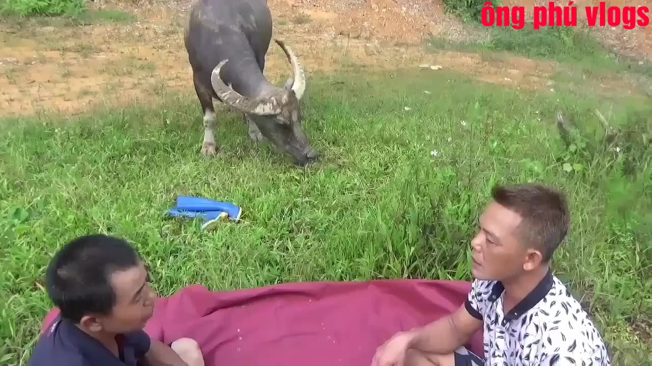 A young man who loves to gamble even bets on buffaloes