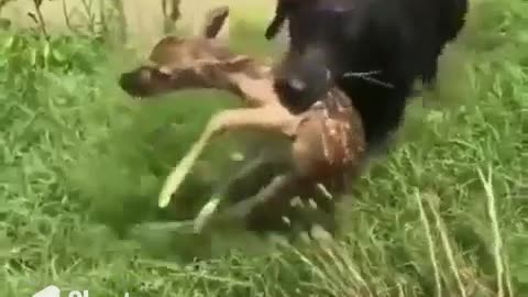 Rescue Of The Year #shorts #shortvideo #video #virals #videoviral