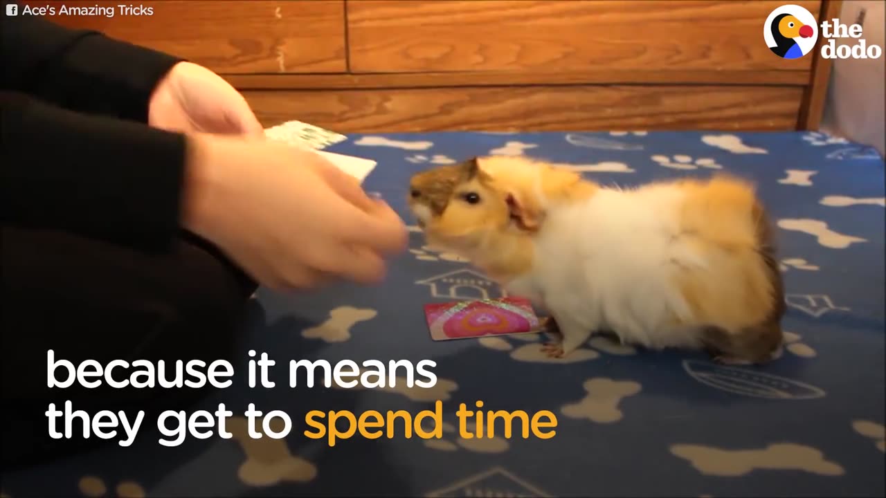 SMARTEST Guinea Pigs Do THE COOLEST Tricks | The Dodo