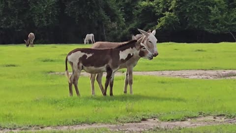 Donkeys kicking and playing Field of Donkey Donkey Field