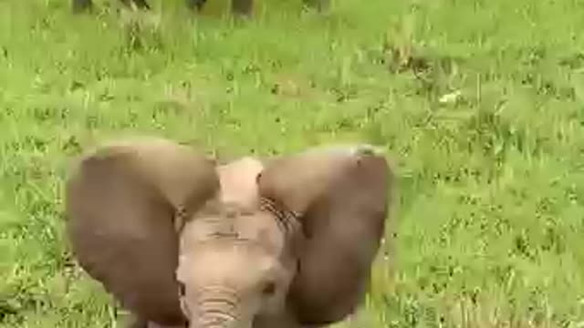 South Africa Forest Elephant with his Baby elephant