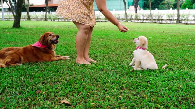 Woman feeding the dog baby