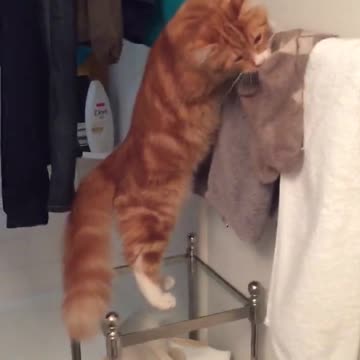 Gato tiene extraña fascinación por las medias