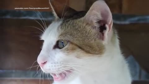 Cat meowing very loudly Billi ki awazj