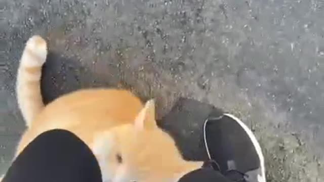 Met a cute cat on a walk - he demands to stroke it)))