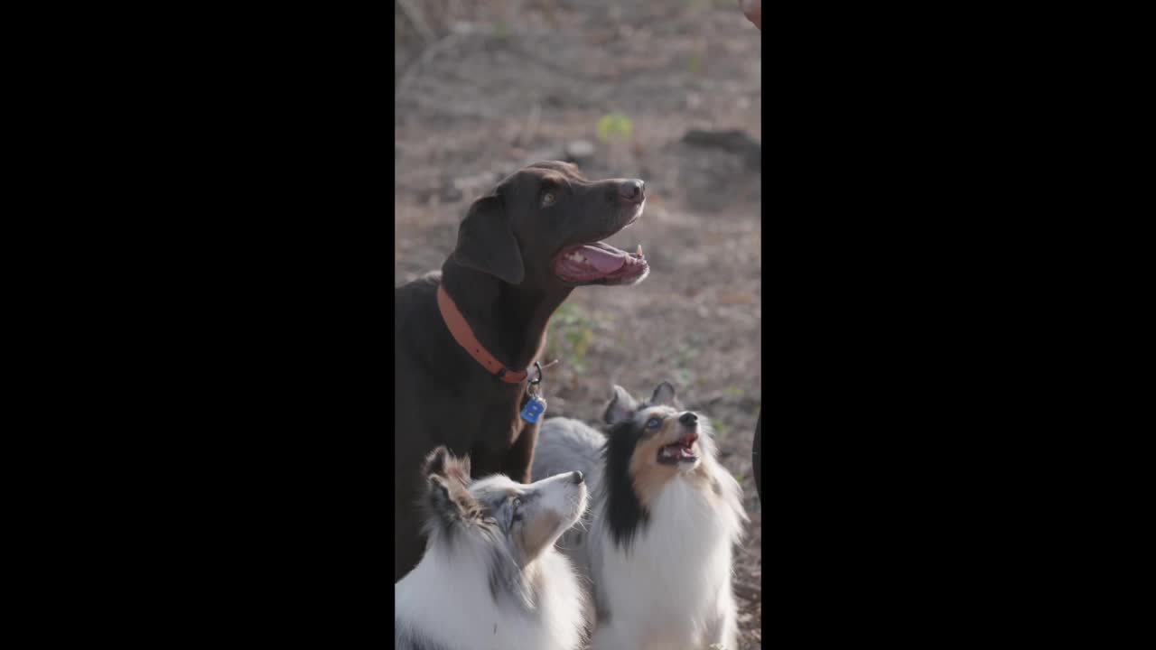 Dogs compilation video #4, dogs lover, animal lover, cuties