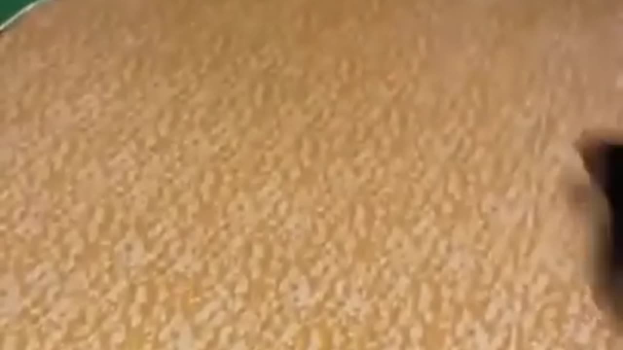 #funnyanimal#funnyshorts