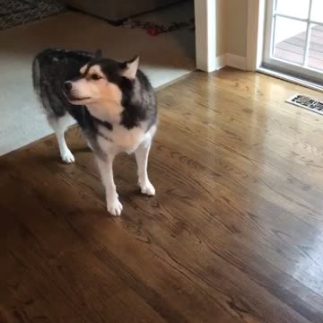 Howling Husky Hilariously Sings Along To A Xylophone