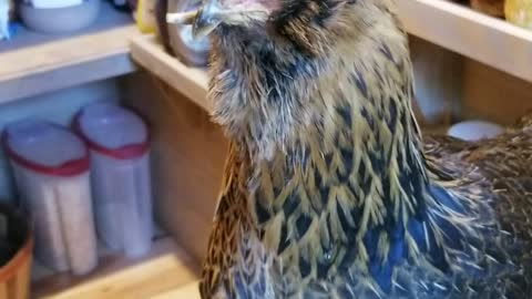 Is that a chicken in the pantry?!?