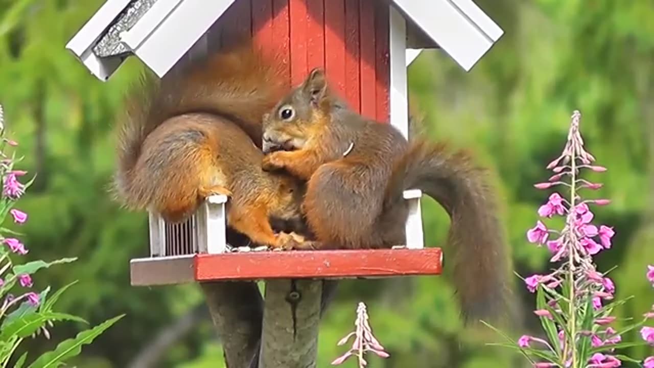 OMG SO CUTE SQUIRRELS ! FUNNY SQUIRREL !!!!