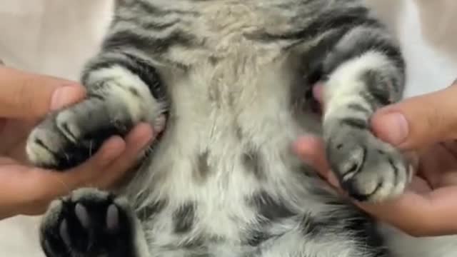 Cat Dance Video|Dancing Cat Amazing Video