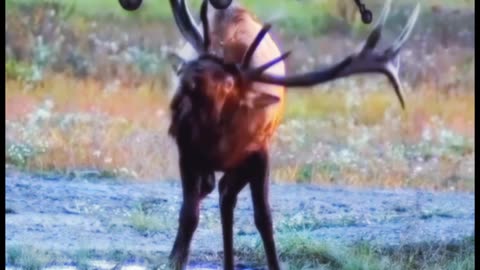 Helicopter and animal funny moments , part 3 🚁🐂😱 #viralshorts