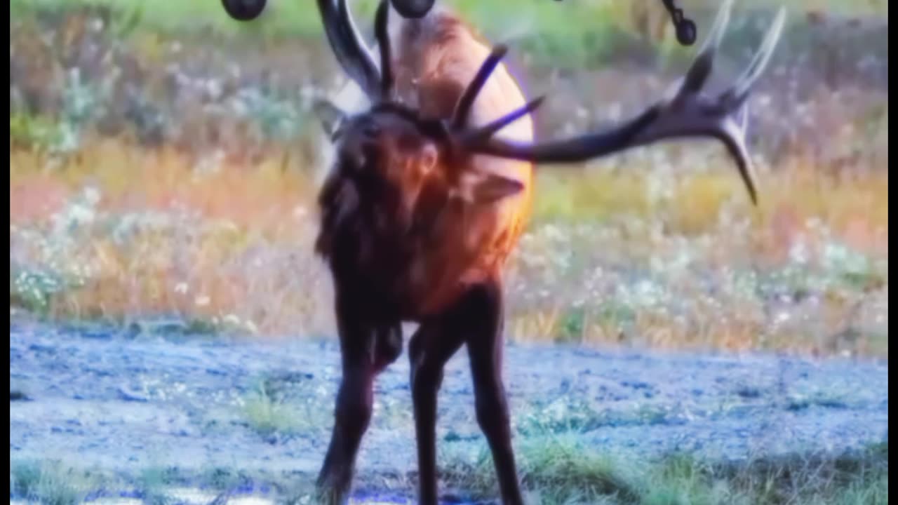 Helicopter and animal funny moments , part 3 🚁🐂😱 #viralshorts