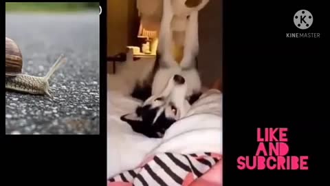 The Best Funny Cats and Dog Videos