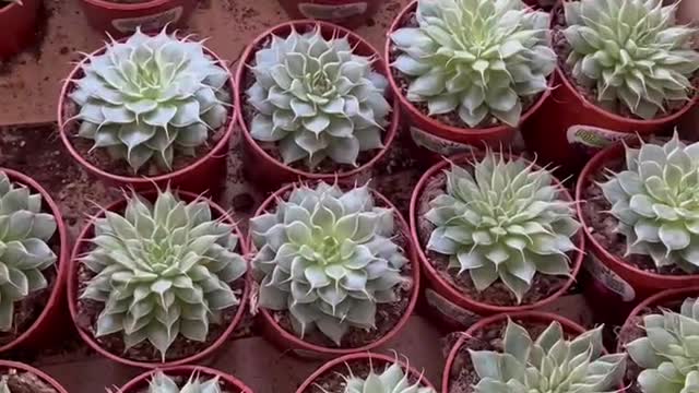 neatly arranged green plants