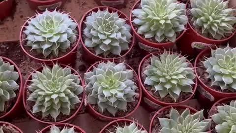 neatly arranged green plants