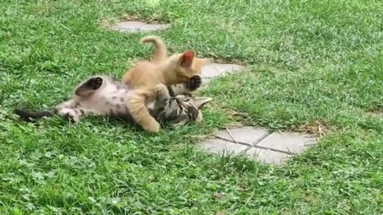 Cute Kittens Playing #4