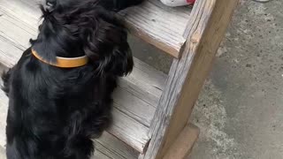 Dog getting his stuffed cat back