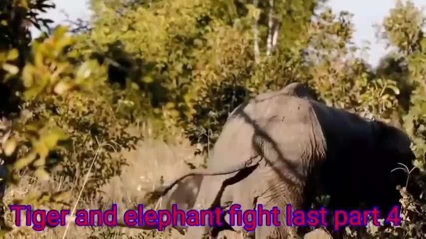 Tiger v/s elephant fight last part 4