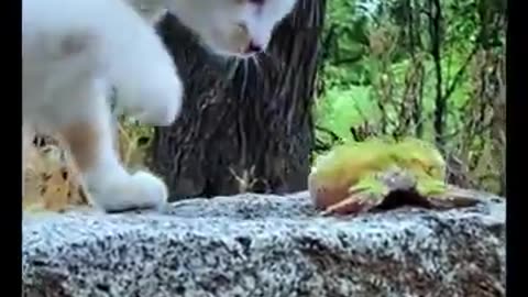 FUNY ANIMALS VIDEOS