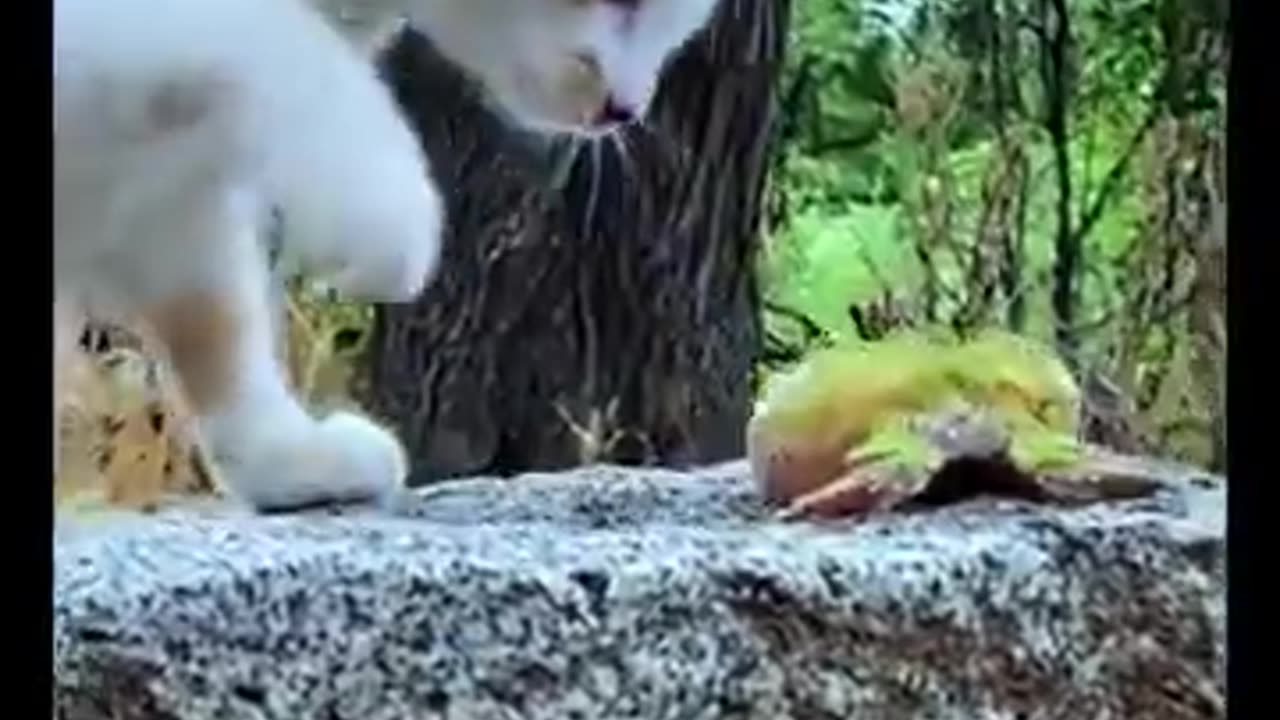 FUNY ANIMALS VIDEOS