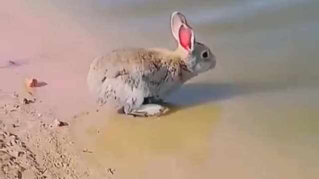 🐇Amazing Rabbit on the beach 🐇