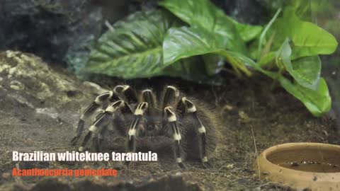 Brazilian whiteknee tarantula