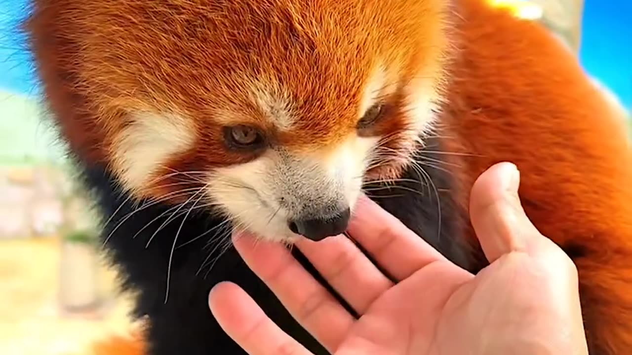 Red Panda🐼😍